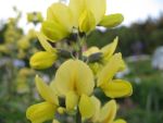 thermopsis-lanceolata