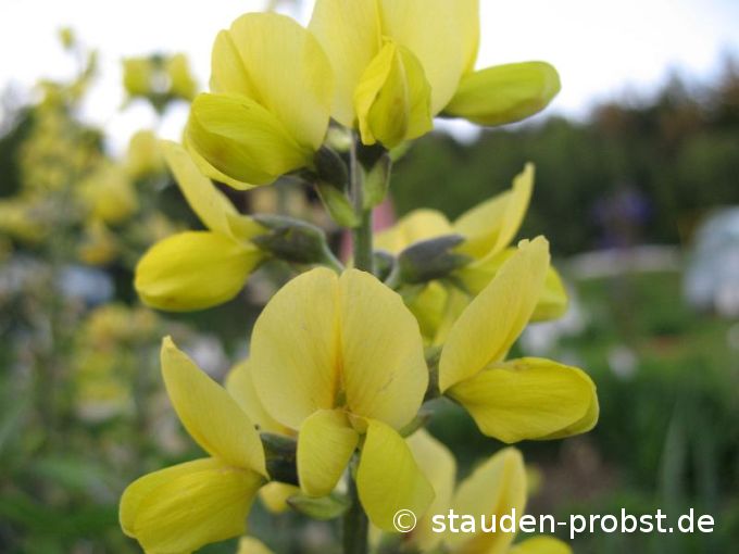 Thermopsis lanceolata - Fuchsbohne, Goldlupine