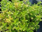 thymus-citriodorus-golden-dwarf