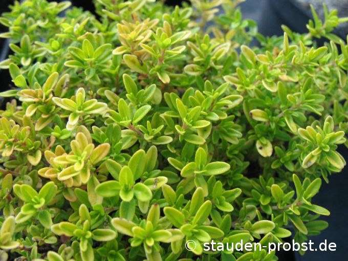 Thymus citriodorus 'Golden Dwarf' - Zitronenthymian