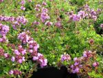 thymus-citriodorus-typ-lammefjord-2