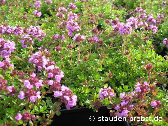 Thymus citriodorus 'Typ Lammefjord' - Zitronenthymian