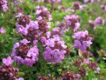 thymus-citriodorus-typ-lammefjord