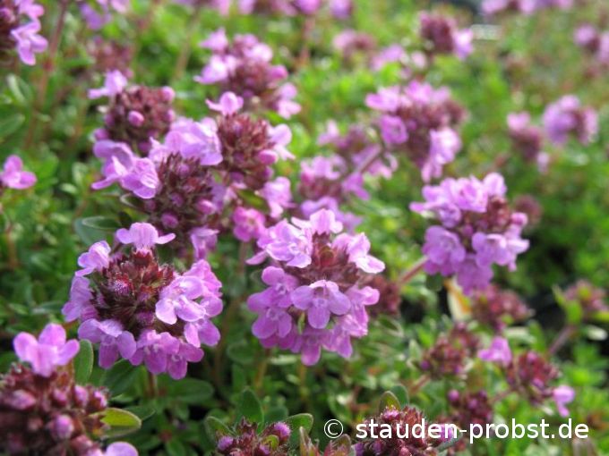 Thymus citriodorus 'Typ Lammefjord' - Zitronenthymian