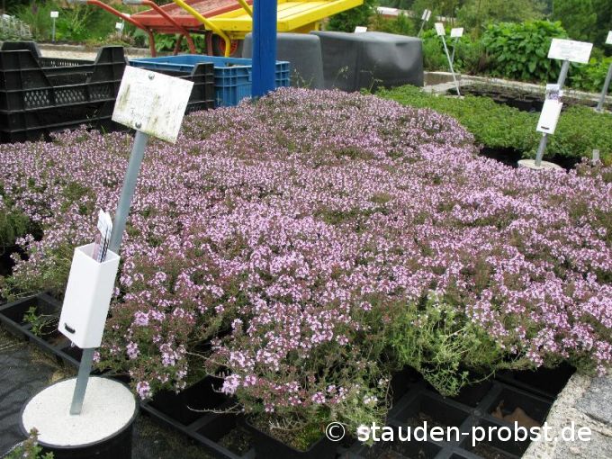 Thymus 'Duftkissen' - Thymian