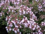 thymus-duftkissen
