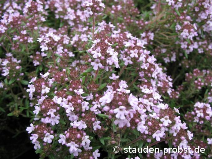 Thymus 'Duftkissen' - Thymian