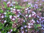 thymus-herba-barona-var-citrata-kuemmelthymian