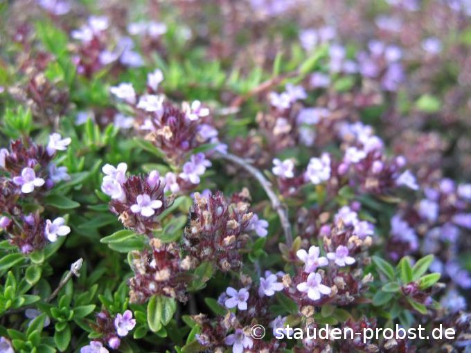 Thymus herba-barona var. citrata - Kümmelthymian