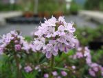 thymus-longicaulis-odoratus