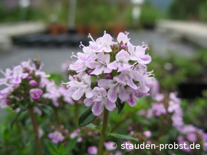 Thymus longicaulis 'Odoratus' - Aromatischer Thymian