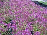 thymus-serphyllum-atropurpureum-2