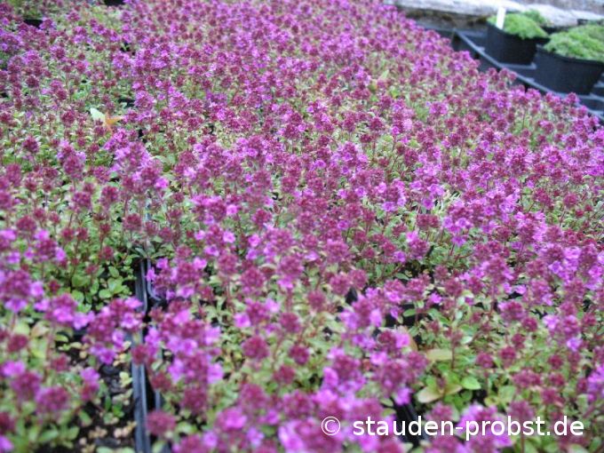 Thymus serphyllum 'Atropurpureum' - Feldthymian