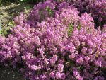 thymus-serphyllum-coccineus