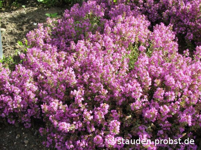 Thymus serphyllum 'Coccineus' - Thymian