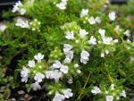 thymus-serphyllum-wirral-white