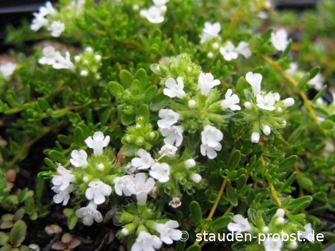 Thymus serphyllum 'Wirral White' - Feldthymian