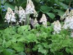 tiarella-cordifolia-moorgruen-2