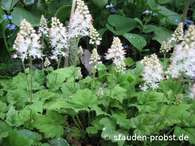 Tiarella cordifolia 'Moorgrün' - Schaumblüte