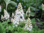 tiarella-cordifolia-moorgruen