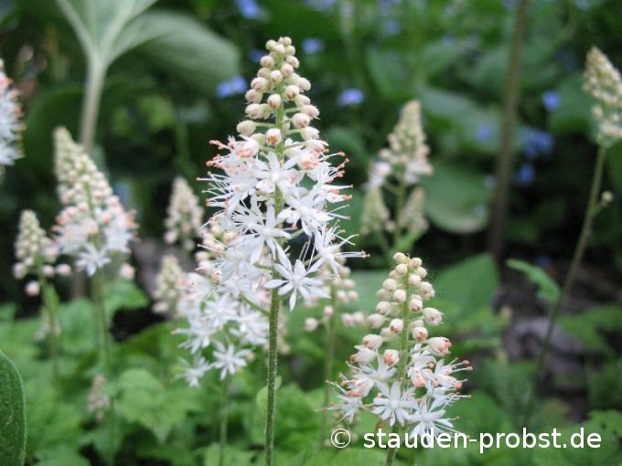 Tiarella cordifolia 'Moorgrün' - Schaumblüte