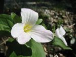 trillium-grandiflorum