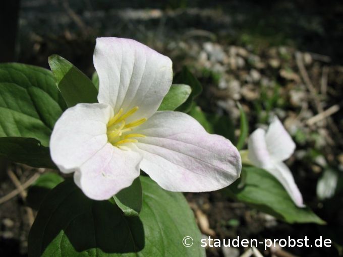 Trillium grandiflorum - Walddreiblatt