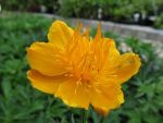 trolius-chinensis-golden-queen