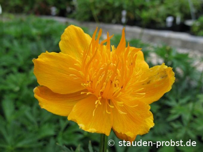 Trollius chinensis 'Golden Queen' - Chinesische Trollblume