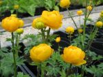 trollius-orange-princess-2