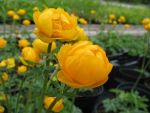 trollius-orange-princess