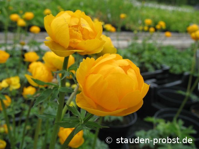 Trollius 'Orange Princess' - Trollblume