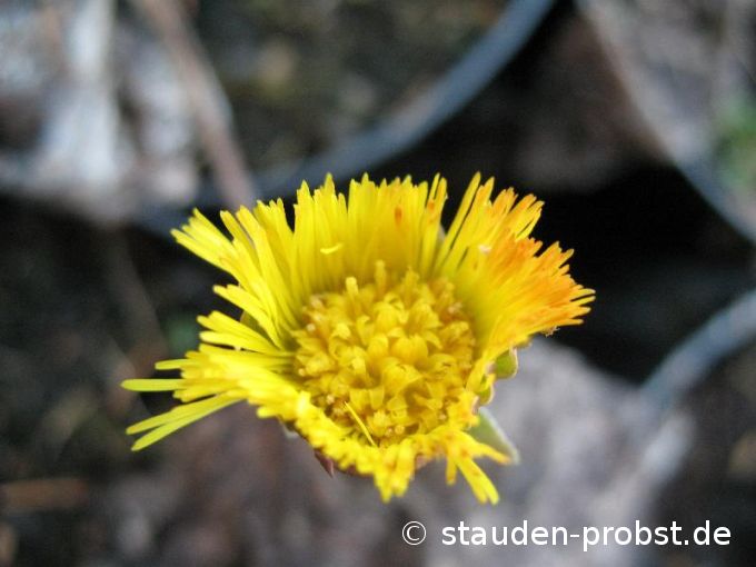 Tussilago farfara - Huflattich