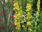 verbascum-nigrum-2