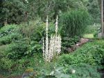 verbascum-nigrum-album-2