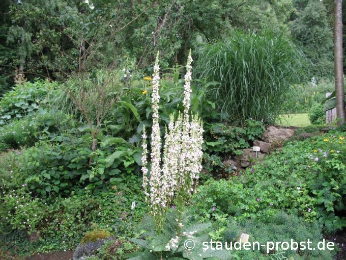 Verbascum nigrum 'Album' - Dunkle Königskerze