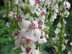 verbascum-nigrum-album