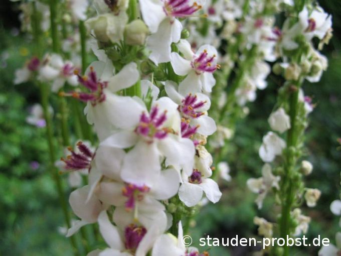 Verbascum nigrum 'Album' - Dunkle Königskerze