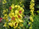 verbascum-nigrum