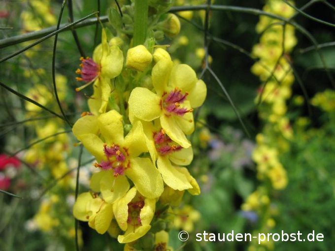 Verbascum nigrum - Dunkle Königskerze