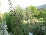 verbascum-phoenicum-violetta-2