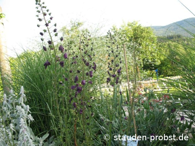 Verbascum phoenicum 'Violetta' - Bunte Königskerze
