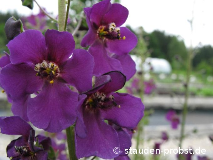Verbascum phoenicum 'Violetta' - Bunte Königskerze
