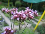 verbena-bonariensis-2