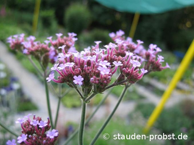 Verbena bonariensis - Buenos Aires Verbene, Patagonisches Eisenkraut