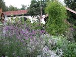 verbena-bonariensis