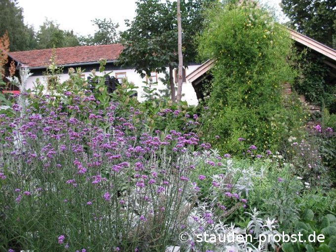 Verbena bonariensis - Patagonisches Eisenkraut, Verbene
