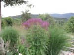 verbena-hastata-blue-spires-2