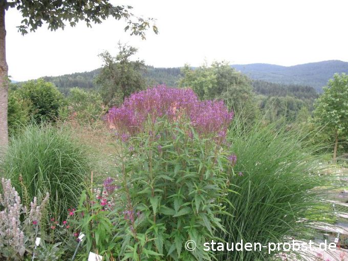 Verbena hastata 'Blue Spires' - Verbene, Lanzeneisenkraut