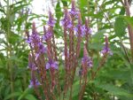 verbena-hastata-blue-spires